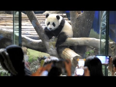 Video: Tayvan Doğumlu Ilk Panda Ilk Kez Görücüye çıktı