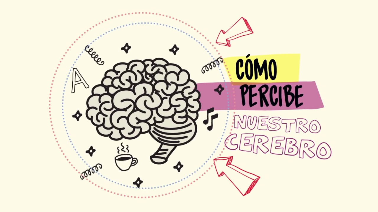 Resultado de imagen para descubriendo el cerebro