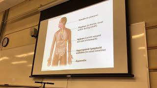 AP2 lymphatic system 2/24/20