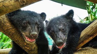 Orphan Moon Bears Stolen From Sanctuary | Bears About The House |  BBC Earth