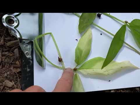 Video: Pag-aalaga Para sa Jack-In-The-Pulpit Flower - Jack-In-The-Pulpit Growing Info