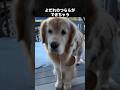 よだれを垂らす姿が可愛すぎる犬集 #犬 #いぬ #動物