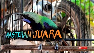 Masteran Tembakan Cucak Cungkok!!