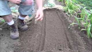 Planting Staggered Bush Beans In Raised Beds : Gardening Michigan