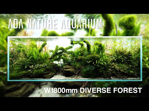 [adaview] Diverse Forest／ダイバースフォレスト  - W1800mm Nature Aquarium Layout-【en/jp Sub.】