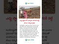 ఎద్దు స్థానంలో భార్యను నాగలికి కట్టి పొలం దున్నిన రైతు #viralvideo #agriculture #farming