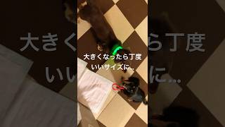 Amazonで光る首輪買ったけどサイズ間違えたww