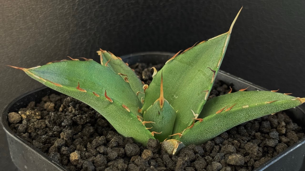 アガベ・チタノタ インフェルノ(芽)-001｜agave titanota inferno |