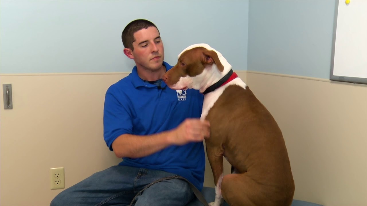 Video Announcement – Second Chance Animal Center – Pet of the Week 11.15.19