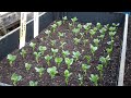 National No Dig Day #nodigday #nodig Allotment Gardening On A Budget @CharlesDowding1nodig