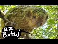 Kakapo - New Zealand Bird of the Week