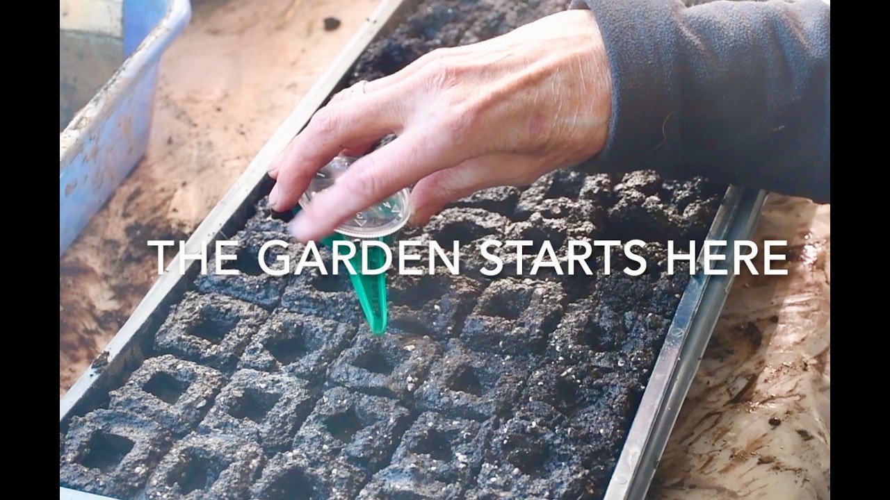 Как правильно выращивать рассаду лука, как это делает садовник.