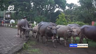 Melihat Tradisi Angon di Kampung Kerbau Ngawi