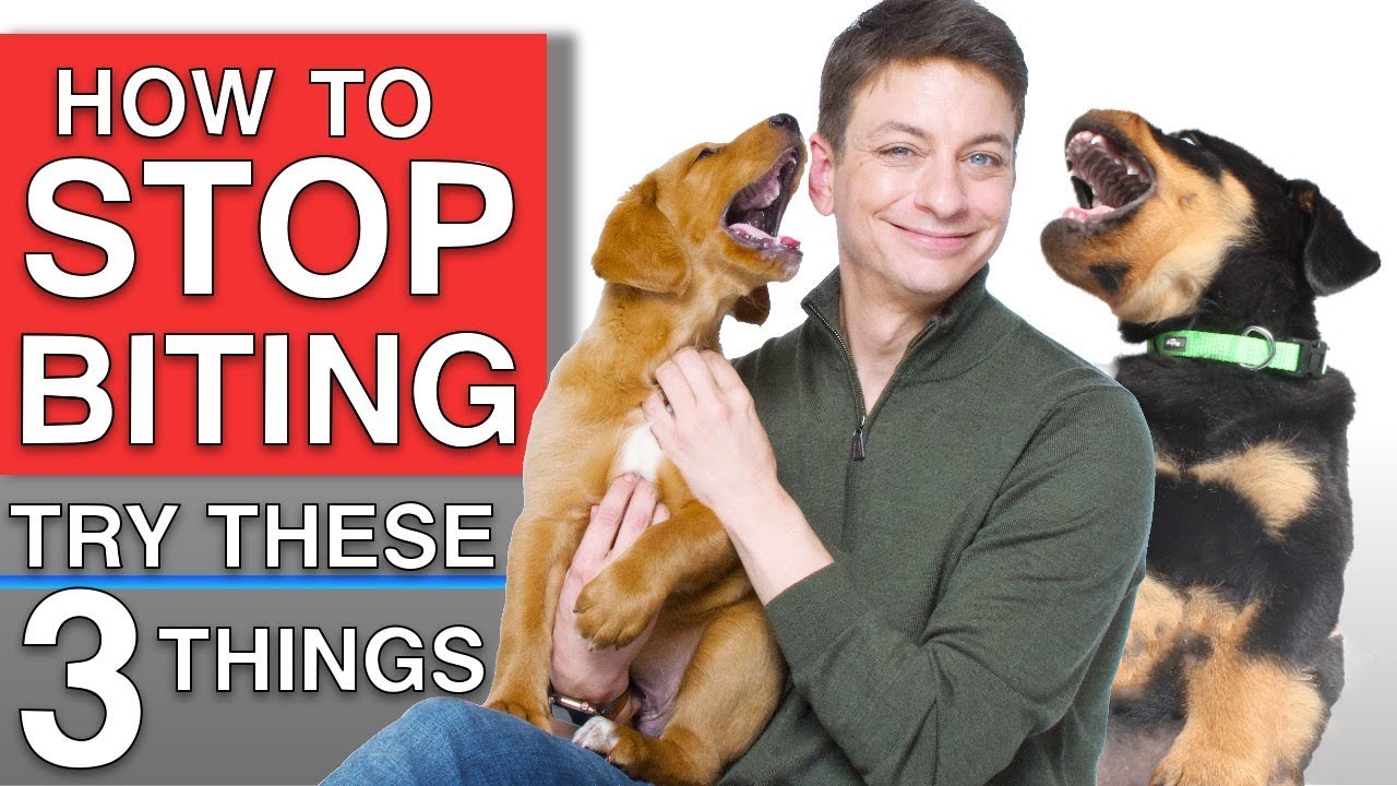 How To Train Your Puppy to STOP BITING You! 3 Things That