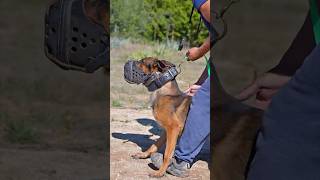 #belgianmalinois #belgianshepherd #malinois #maligator #workingdog #k9 #bitework #protectiondog #dog
