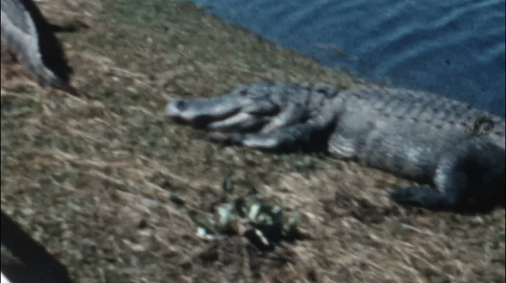UP and Florida Trip 1960