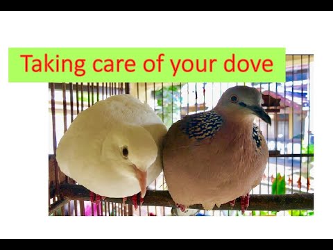 How to take care of your dove pet bird, the white mourning dove. Memelihara burung tekukur.