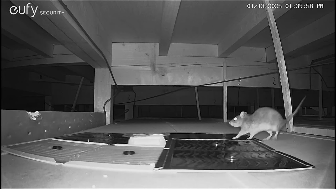 2025年1月13日天井裏のネズミ