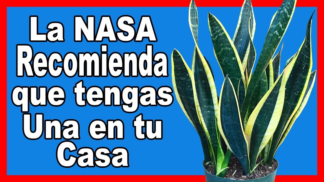belleza bus La NASA recomienda tener estas 5 Plantas porque limpian el Aire del Hogar