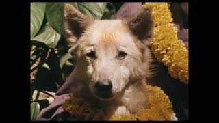 DogGod (คนกราบหมา) l Official Trailer