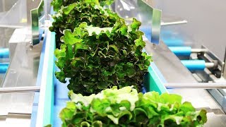 Packaging Living Lettuce with the RGD Mape VR-7 Flow Wrapper