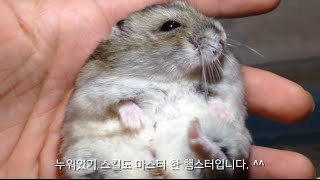 햄스터방송 #단편 핸들링 마스터들의 일상 소개