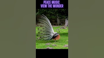 Peacock Gazing Around With Its Feathers Open Blistfully | Peace Music - View The Wonder | #shorts