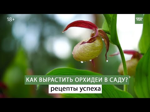 Как выращивать орхидеи - венерин башмачок. Простые секреты