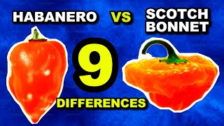 Habanero Vs Scotch Bonnet 9 Differences
