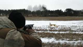 ОХОТА НА ЗАЙЦА ЗИМОЙ. КОСУЛИ, ЗАЙЦЫ, ЛОСИ И КУРОПАТКИ. Снежок и морозец.