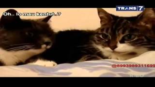 On The Spot Trans 7 Latest - 7 Funny Cat Actions