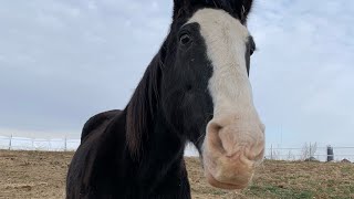 The Rescue Of Mr Moo