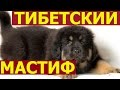 Тибетский мастиф - как правильно выбрать щенка