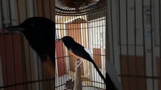 🔴 LANGSUNG EMOSI IKUT GACOR DENGAN PANCINGAN MURAI BATU ISIAN CILILIN INI