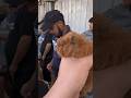 هامستر جلد مالته صوف يجنن للطلب الرقم 07726573634ابو محمد