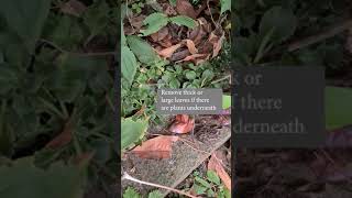 The easy way to clean up fallen leaves - no raking or leaf blowers!