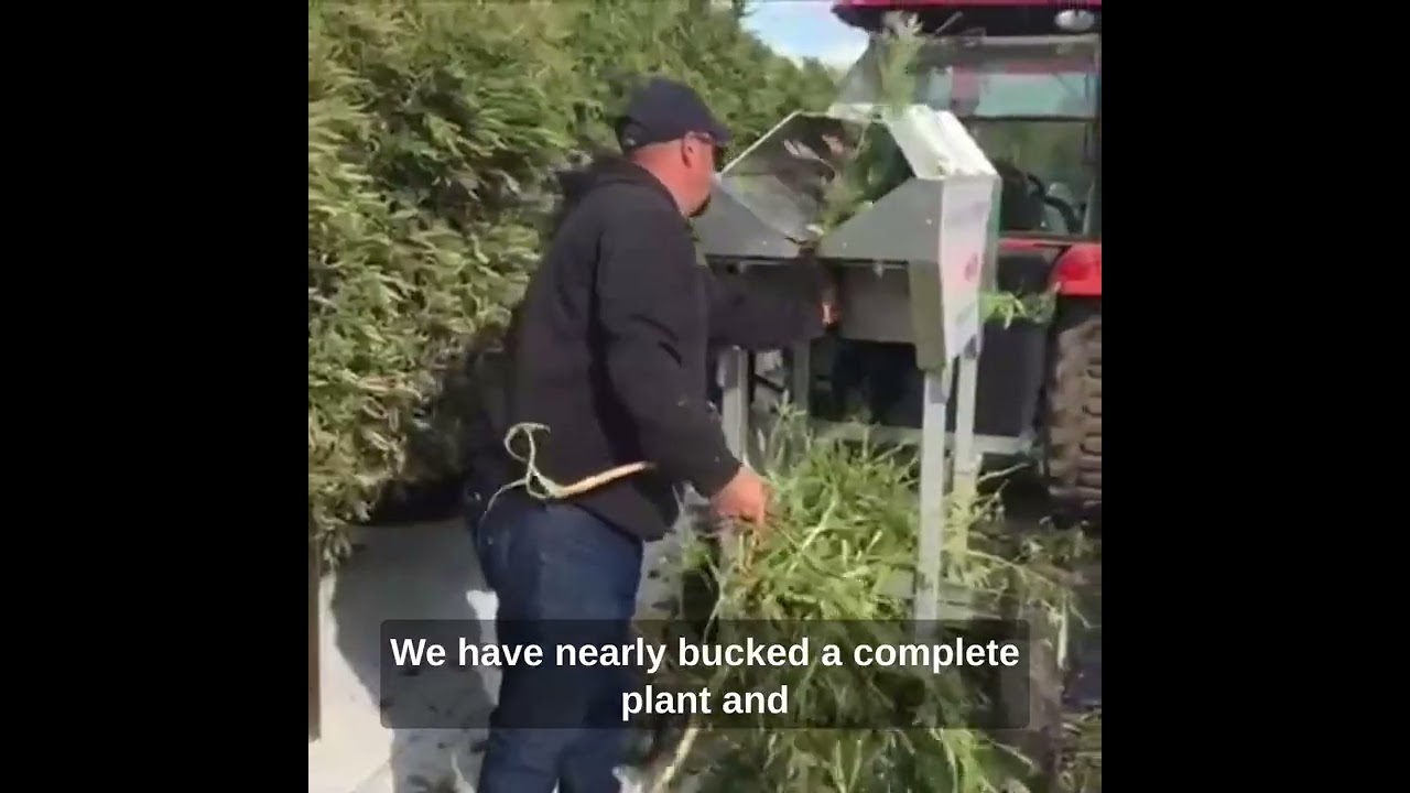 Bucking 40lbs of flower per minute with the HHH Cannabis Flower Bucker