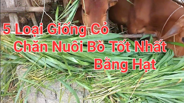 Củ chi chỗ nào bán hạt giống cỏ cho bò