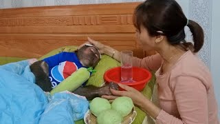 Abu's morning was taken care of by his mother and injected with medicine by FUNNY ANIMALS ABU 11,103 views 2 weeks ago 16 minutes