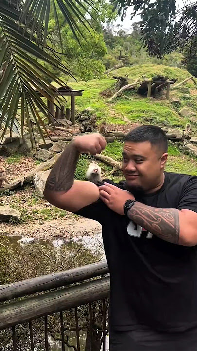 Don’t Mess with a Baboon!