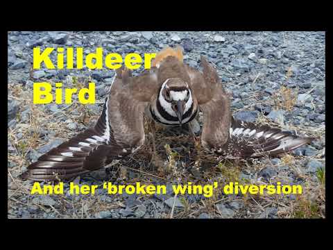 Video: A Killdeer Bird, Her Nest Och En Musikfestival