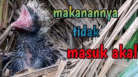 sarang burung bubut,coba pantau makanan anak burung bubut di alam liar
