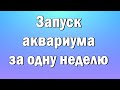 Как запустить аквариум Быстрый запуск.