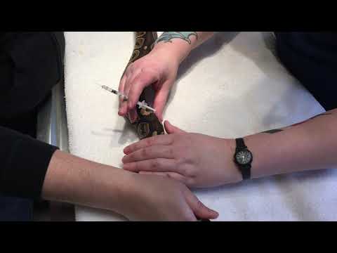 How to give intramuscular (IM) injections to a Snake