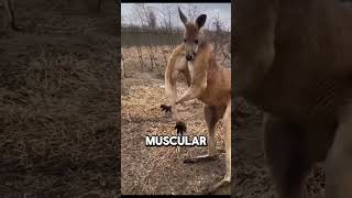 Kangaroos Built to Move Forward Only #evolution #animals #kangeroos