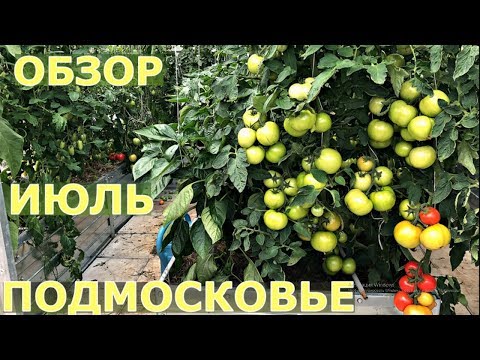 Наш ОГОРОД В ИЮЛЕ. Обзор.