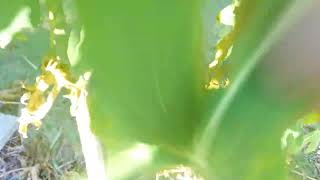 Asmr// Touching Grass For The First Time👌