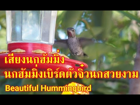 นกฮัมมิ่งเบิร์ด นกสวยงามน่ารัก นกมีเสียงร้องไพเราะ ภาพชัด นกธรรมชาติหาดูยาก นกตัวจิ๋วตัวเล็กที่สุด