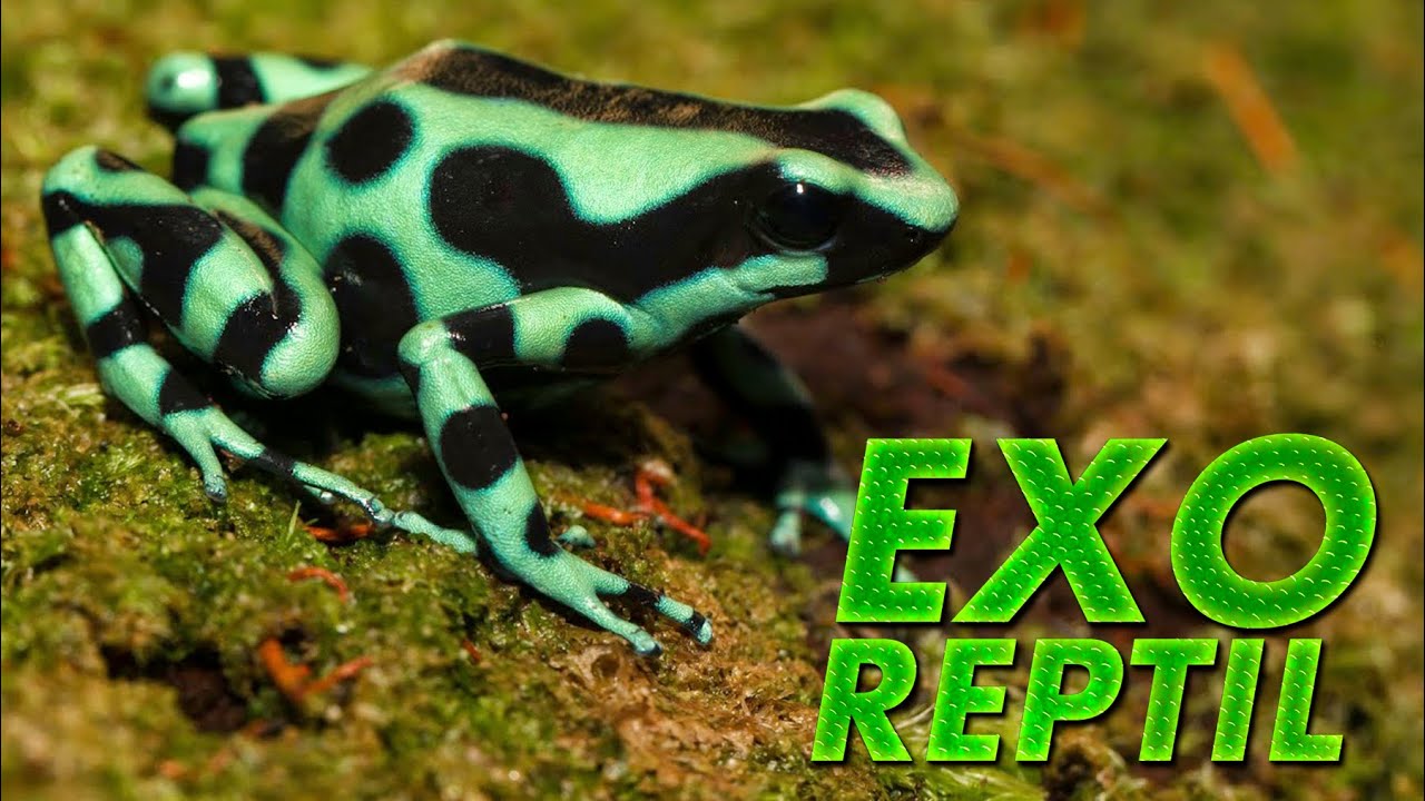 Exo Reptil - Dendrobates Auratus ( Rana de Flecha Verde y Negra ) - YouTube