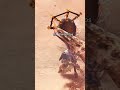 É UMA BOA IDÉIA #brasil #mhw #monsterhunter #shorts